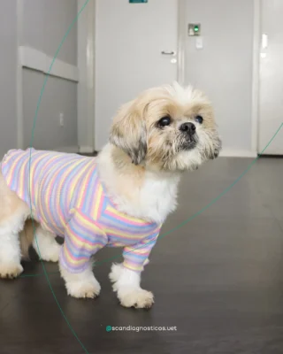 Instagram post from scandiagnosticos.vet. This post is in position 6.