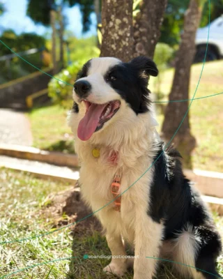 Instagram post from scandiagnosticos.vet. This post is in position 9.