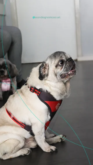 Instagram post from scandiagnosticos.vet. This post is in position 1.